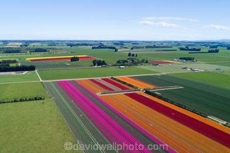 aerial;Aerial-drone;Aerial-drones;aerial-image;aerial-images;aerial-photo;aerial-photograph;aerial-photographs;aerial-photography;aerial-photos;aerial-view;aerial-views;aerials;bloom;blooming;blooms;color;colorful;colour;colourful;Drone;Drones;Edendale;floral;flower;flower-bed;flower-beds;flower-garden;flower-gardens;flowers;garden;gardens;green;green-fields;growing;N.Z.;New-Zealand;NZ;orange;orange-flowers;pink;pink-flowers;Quadcopter-aerial;Quadcopters-aerials;red;red-flowers;S.I.;season;seasonal;seasons;SI;South-Is;South-Island;Southland;spring;spring-time;spring_time;springtime;Triflor;tulip;tulips;U.A.V.-aerial;UAV-aerials;vibrant