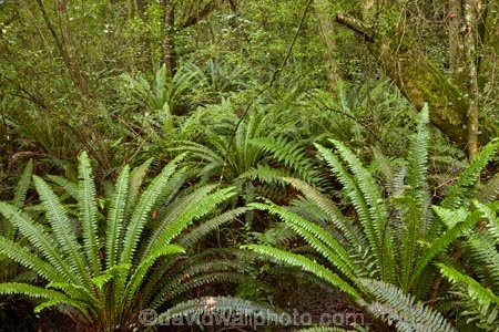 bush;fern;ferns;forest;forests;green;Invercargill;Invercargill-Park;Invercargill-Parks;lush;N.Z.;native;native-bush;native-forest;native-forests;native-tree;native-trees;native-woods;natural;nature;New-Zealand;NZ;park;parks;remnant-forest;S.I.;Seaward-Bush;Seaward-Bush-Reserve;SI;South-Is;South-Island;Southland;Sth-Is;tree;tree-trunk;tree-trunks;trees;wood;woods