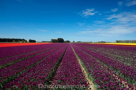 agricultural;agriculture;bloom;blooming;blooms;color;colorful;colour;colourful;country;countryside;crop;crops;Edendale;farm;farming;farmland;farms;field;fields;floral;flower;flower-bed;flower-beds;flower-garden;flower-gardens;flowers;garden;gardens;geometric;growing;horticulture;lilac;line;lines;meadow;meadows;N.Z.;New-Zealand;NZ;paddock;paddocks;pasture;pastures;pattern;patterns;purple;row;rows;rural;S.I.;season;seasonal;seasons;SI;South-Is;South-Island;Southland;spring;spring-time;spring_time;springtime;Sth-Is;Triflor;tulip;tulip-field;tulip-fields;tulips;vibrant;violet