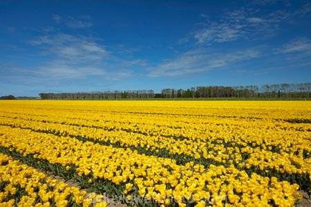 agricultural;agriculture;bloom;blooming;blooms;color;colorful;colour;colourful;country;countryside;crop;crops;Edendale;farm;farming;farmland;farms;field;fields;floral;flower;flower-bed;flower-beds;flower-garden;flower-gardens;flowers;garden;gardens;geometric;growing;horticulture;line;lines;meadow;meadows;N.Z.;New-Zealand;NZ;paddock;paddocks;pasture;pastures;pattern;patterns;row;rows;rural;S.I.;season;seasonal;seasons;SI;South-Is;South-Island;Southland;spring;spring-time;spring_time;springtime;Sth-Is;Triflor;tulip;tulip-field;tulip-fields;tulips;vibrant;yellow;yellow-flowers;yellow-tulips