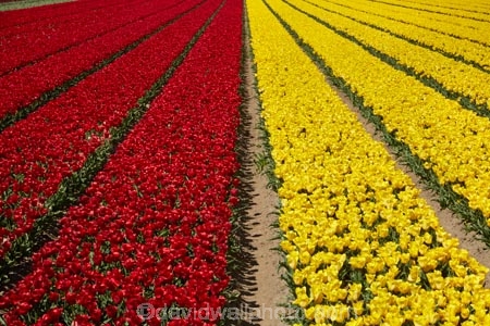 agricultural;agriculture;bloom;blooming;blooms;color;colorful;colour;colourful;country;countryside;crimson;crop;crops;Edendale;farm;farming;farmland;farms;field;fields;floral;flower;flower-bed;flower-beds;flower-garden;flower-gardens;flowers;garden;gardens;geometric;growing;horticulture;line;lines;meadow;meadows;N.Z.;New-Zealand;NZ;paddock;paddocks;pasture;pastures;pattern;patterns;red;red-flowers;red-tulips;row;rows;rural;S.I.;season;seasonal;seasons;SI;South-Is;South-Island;Southland;spring;spring-time;spring_time;springtime;Sth-Is;Triflor;tulip;tulip-field;tulip-fields;tulips;vibrant;yellow;yellow-flowers;yellow-tulips