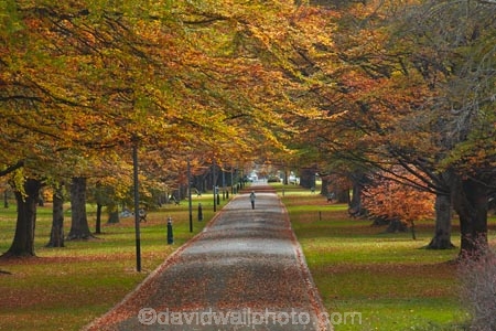 autuminal;autumn;autumn-colour;autumn-colours;autumnal;avenue;avenues;color;colors;colour;colours;deciduous;fall;gold;golden;Invercargill;leaf;leaves;municipal;N.Z.;New-Zealand;NZ;park;parks;Queens-Park;Queens-Pk;Queens-Park;Queens-Pk;S.I.;season;seasonal;seasons;SI;South-Is;South-Island;Southland;Sth-Is;tree;trees;yellow