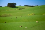 agriculture;farm;farming;farms;field;fields;grass;green;lamb;lambs;lush;meadow;meadows;paddock;paddocks;pasture;pastures;plain;plains;rural;sheep;spring;verdant