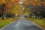 autuminal;autumn;autumn-colour;autumn-colours;autumnal;avenue;avenues;color;colors;colour;colours;deciduous;fall;gold;golden;Invercargill;leaf;leaves;municipal;N.Z.;New-Zealand;NZ;park;parks;Queens-Park;Queens-Pk;Queens-Park;Queens-Pk;S.I.;season;seasonal;seasons;SI;South-Is;South-Island;Southland;Sth-Is;tree;trees;yellow