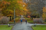 autuminal;autumn;autumn-colour;autumn-colours;autumnal;avenue;avenues;color;colors;colour;colours;deciduous;fall;gold;golden;Invercargill;leaf;leaves;municipal;N.Z.;New-Zealand;NZ;park;parks;Queens-Park;Queens-Pk;Queens-Park;Queens-Pk;S.I.;season;seasonal;seasons;SI;South-Is;South-Island;Southland;Sth-Is;tree;trees;yellow