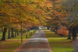 autuminal;autumn;autumn-colour;autumn-colours;autumnal;avenue;avenues;color;colors;colour;colours;deciduous;fall;gold;golden;Invercargill;leaf;leaves;municipal;N.Z.;New-Zealand;NZ;park;parks;Queens-Park;Queens-Pk;Queens-Park;Queens-Pk;S.I.;season;seasonal;seasons;SI;South-Is;South-Island;Southland;Sth-Is;tree;trees;yellow