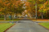 autuminal;autumn;autumn-colour;autumn-colours;autumnal;avenue;avenues;color;colors;colour;colours;deciduous;fall;gold;golden;Invercargill;leaf;leaves;municipal;N.Z.;New-Zealand;NZ;park;parks;Queens-Park;Queens-Pk;Queens-Park;Queens-Pk;S.I.;season;seasonal;seasons;SI;South-Is;South-Island;Southland;Sth-Is;tree;trees;yellow