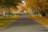 autuminal;autumn;autumn-colour;autumn-colours;autumnal;avenue;avenues;color;colors;colour;colours;deciduous;fall;gold;golden;Invercargill;leaf;leaves;municipal;N.Z.;New-Zealand;NZ;park;parks;Queens-Park;Queens-Pk;Queens-Park;Queens-Pk;S.I.;season;seasonal;seasons;SI;South-Is;South-Island;Southland;Sth-Is;tree;trees;yellow