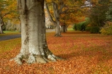 autuminal;autumn;autumn-colour;autumn-colours;autumnal;color;colors;colour;colours;deciduous;fall;gold;golden;Invercargill;leaf;leaves;municipal;N.Z.;New-Zealand;NZ;park;parks;Queens-Park;Queens-Pk;Queens-Park;Queens-Pk;S.I.;season;seasonal;seasons;SI;South-Is;South-Island;Southland;Sth-Is;tree;trees;yellow