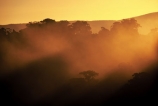 mist;fog;weatherm-tree;trees;forest;forestry;forests;dusk;sunlight;ray;rays;color;colour;colours;colors;light;sun