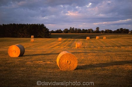 farm;farms;farmland;farming;hay;field;fields;paddock;paddocks;pasture;pastures;meadow;meadows;feed-out;bale;bales;haybale;haybales;agriculture;feeding-out;rural;evening;twilight;dusk;late-afternoon;light;gold;golden;landscape;wanganui;north-island