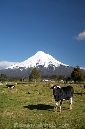 agricultural;agriculture;animal;animals;calves;cattle;country;countryside;cow;cows;dairy;dairy-cow;dairy-cows;dairy-farm;dairy-farming;dairy-farms;farm;farming;farmland;farms;field;fields;grass;grassy;Herbivore;Herbivores;Herbivorous;Livestock;mammal;mammals;meadow;meadows;Mount-Egmont;Mount-Taranaki;Mount-Taranaki-Egmont;Mountain;mountainous;mountains;mt;Mt-Egmont;Mt-Taranaki;Mt-Taranaki-Egmont;mt.;Mt.-Egmont;Mt.-Taranaki;Mt.-Taranaki-Egmont;N.I.;N.Z.;New-Zealand;NI;North-Is;North-Is.;North-Island;NZ;paddock;paddocks;pasture;pastures;rural;season;seasonal;seasons;snow;south-island;stock;Taranaki;volcanic;volcano;volcanoes;winter