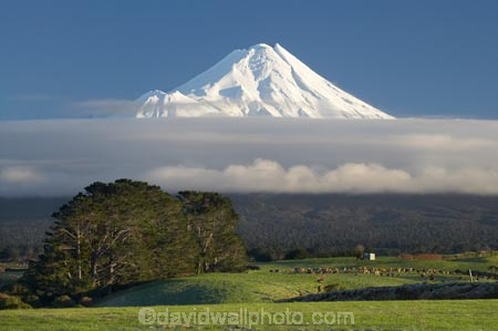 agricultural;agriculture;animal;animals;calves;cattle;cloud;clouds;country;countryside;cow;cows;dairy;dairy-cow;dairy-cows;dairy-farm;dairy-farming;dairy-farms;farm;farming;farmland;farms;field;fields;grass;grassy;Herbivore;Herbivores;Herbivorous;Livestock;macrocarpa-tree;macrocarpa-trees;mammal;mammals;meadow;meadows;Mount-Egmont;Mount-Taranaki;Mount-Taranaki-Egmont;Mountain;mountainous;mountains;mt;Mt-Egmont;Mt-Taranaki;Mt-Taranaki-Egmont;mt.;Mt.-Egmont;Mt.-Taranaki;Mt.-Taranaki-Egmont;N.I.;N.Z.;new-zealand;NI;North-Is;North-Is.;North-Island;NZ;paddock;paddocks;pasture;pastures;rural;season;seasonal;seasons;snow;south-island;stock;Taranaki;volcanic;volcano;volcanoes;winter