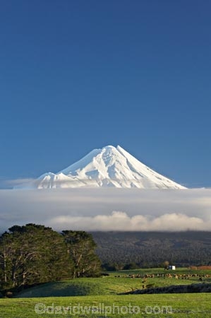 agricultural;agriculture;animal;animals;calves;cattle;cloud;clouds;country;countryside;cow;cows;dairy;dairy-cow;dairy-cows;dairy-farm;dairy-farming;dairy-farms;farm;farming;farmland;farms;field;fields;grass;grassy;Herbivore;Herbivores;Herbivorous;Livestock;macrocarpa-tree;macrocarpa-trees;mammal;mammals;meadow;meadows;Mount-Egmont;Mount-Taranaki;Mount-Taranaki-Egmont;Mountain;mountainous;mountains;mt;Mt-Egmont;Mt-Taranaki;Mt-Taranaki-Egmont;mt.;Mt.-Egmont;Mt.-Taranaki;Mt.-Taranaki-Egmont;N.I.;N.Z.;new-zealand;NI;North-Is;North-Is.;North-Island;NZ;paddock;paddocks;pasture;pastures;rural;season;seasonal;seasons;snow;south-island;stock;Taranaki;volcanic;volcano;volcanoes;winter