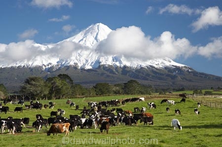 agricultural;agriculture;animal;animals;calves;cattle;cloud;clouds;country;countryside;cow;cows;dairy;dairy-cow;dairy-cows;dairy-farm;dairy-farming;dairy-farms;farm;farming;farmland;farms;field;fields;grass;grassy;Herbivore;Herbivores;Herbivorous;Livestock;mammal;mammals;meadow;meadows;Mount-Egmont;Mount-Taranaki;Mount-Taranaki-Egmont;Mountain;mountainous;mountains;mt;Mt-Egmont;Mt-Taranaki;Mt-Taranaki-Egmont;mt.;Mt.-Egmont;Mt.-Taranaki;Mt.-Taranaki-Egmont;N.I.;N.Z.;new-zealand;NI;North-Is;North-Is.;North-Island;NZ;paddock;paddocks;pasture;pastures;rural;season;seasonal;seasons;snow;south-island;stock;Taranaki;volcanic;volcano;volcanoes;winter