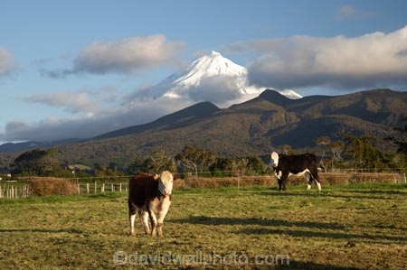 agricultural;agriculture;animal;animals;calves;cattle;cloud;clouds;country;countryside;cow;cows;dairy;dairy-cow;dairy-cows;dairy-farm;dairy-farming;dairy-farms;farm;farming;farmland;farms;field;fields;grass;grassy;Herbivore;Herbivores;Herbivorous;Livestock;mammal;mammals;meadow;meadows;Mount-Egmont;Mount-Taranaki;Mount-Taranaki-Egmont;Mountain;mountainous;mountains;mt;Mt-Egmont;Mt-Taranaki;Mt-Taranaki-Egmont;mt.;Mt.-Egmont;Mt.-Taranaki;Mt.-Taranaki-Egmont;N.I.;N.Z.;new-zealand;NI;North-Is;North-Is.;North-Island;NZ;paddock;paddocks;pasture;pastures;rural;season;seasonal;seasons;snow;south-island;stock;Taranaki;volcanic;volcano;volcanoes;winter