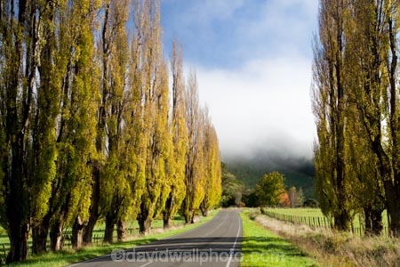 agricultural;agriculture;autuminal;autumn;autumn-colour;autumn-colours;autumnal;cloud;clouds;cloudy;color;colors;colour;colours;country;countryside;deciduous;driving;fall;farm;farming;farmland;farms;field;fields;fog;foggy;fogs;highway;highways;leaf;leaves;meadow;meadows;mist;mists;misty;N.I.;N.Z.;New-Zealand;NI;North-Island;NZ;open-road;open-roads;paddock;paddocks;pasture;pastures;poplar;poplar-tree;poplar-trees;poplars;road;road-trip;roads;rural;season;seasonal;seasons;State-Highway-4;State-highway-Four;transport;transportation;travel;traveling;travelling;tree;trees;trip;Wanganui;Wanganui-_-Raetihi-Road;Wanganui-Region