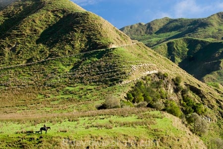 agricultural;agriculture;country;countryside;droving;farm;farm-dog;farm-dogs;farm_dog;farm_dogs;farmdog;farmdogs;farmer;farmers;farming;farmland;farms;field;fields;flock;flocks;horse;horses;meadow;meadows;mob;mobs;muster;mustered;mustering;N.I.;N.Z.;New-Zealand;NI;North-Island;NZ;paddock;paddocks;pasture;pastures;rural;sheep-dog;sheep-dogs;sheep_dog;sheep_dogs;sheepdog;sheepdogs;Wanganui;Wanganui-Region