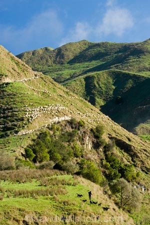 agricultural;agriculture;country;countryside;farm;farm-dog;farm-dogs;farm_dog;farm_dogs;farmdog;farmdogs;farmer;farmers;farming;farmland;farms;field;fields;flock;flocks;meadow;meadows;mob;mobs;muster;mustered;mustering;N.I.;N.Z.;New-Zealand;NI;North-Island;NZ;paddock;paddocks;pasture;pastures;rural;sheep-dog;sheep-dogs;sheep_dog;sheep_dogs;sheepdog;sheepdogs;Wanganui;Wanganui-Region