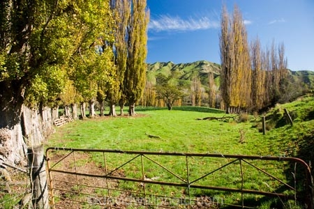 agricultural;agriculture;autuminal;autumn;autumn-colour;autumn-colours;autumnal;color;colors;colour;colours;country;countryside;deciduous;fall;farm;farming;farmland;farms;field;fields;Kakatahi;leaf;leaves;Mangawhero-Valley;meadow;meadows;N.I.;N.Z.;New-Zealand;NI;North-Island;NZ;paddock;paddocks;pasture;pastures;poplar;poplar-tree;poplar-trees;poplars;rural;season;seasonal;seasons;tree;trees;Wanganui;Wanganui-Region