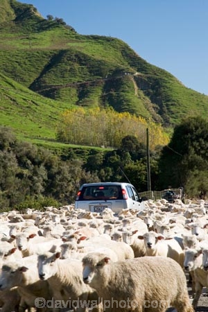 agricultural;agriculture;autuminal;autumn;autumn-colour;autumn-colours;autumnal;car;cars;color;colors;colour;colours;concrete-truck;country;countryside;deciduous;driving;ewes;fall;farm;farming;farmland;farms;field;fields;flock;flocks;hazard;hazards;highway;highways;Kakatahi;leaf;leaves;Mangawhero-Valley;meadow;meadows;mob;mobs;muster;mustered;mustering;N.I.;N.Z.;New-Zealand;NI;North-Island;NZ;open-road;open-roads;paddock;paddocks;pasture;pastures;road;road-block;road-blocks;road-trip;roads;rural;season;seasonal;seasons;sheep;transport;transportation;travel;traveling;travelling;tree;trees;trip;Wanganui;Wanganui-Region;wool
