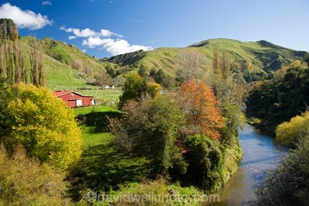 agricultural;agriculture;autuminal;autumn;autumn-colour;autumn-colours;autumnal;color;colors;colour;colours;country;countryside;deciduous;ewes;fall;farm;Farm-Building;Farm-Buildings;Farm-Shed;Farm-Sheds;farming;farmland;farms;field;fields;leaf;leaves;Mangawhero-River;meadow;meadows;N.I.;N.Z.;New-Zealand;NI;North-Island;NZ;paddock;paddocks;pasture;pastures;rural;season;seasonal;seasons;Shearing-Shed;Shearing-Sheds;sheep;Sheep-Shed;Sheep-Sheds;State-Highway-4;tree;trees;Wanganui;Wanganui-_-Raetihi-Road;Wanganui-Region;Wool-Shed;Wool-Sheds