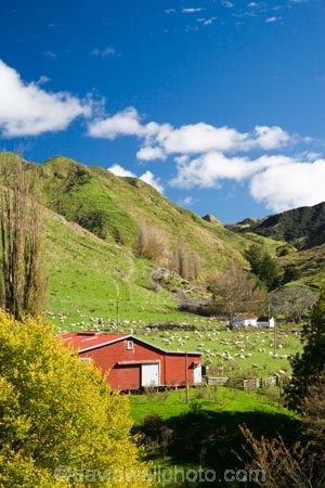 agricultural;agriculture;autuminal;autumn;autumn-colour;autumn-colours;autumnal;color;colors;colour;colours;country;countryside;deciduous;ewes;fall;farm;Farm-Building;Farm-Buildings;Farm-Shed;Farm-Sheds;farming;farmland;farms;field;fields;leaf;leaves;Mangawhero-River;meadow;meadows;N.I.;N.Z.;New-Zealand;NI;North-Island;NZ;paddock;paddocks;pasture;pastures;poplar;poplar-tree;poplar-trees;poplars;rural;season;seasonal;seasons;Shearing-Shed;Shearing-Sheds;sheep;Sheep-Shed;Sheep-Sheds;State-Highway-4;tree;trees;Wanganui;Wanganui-_-Raetihi-Road;Wanganui-Region;Wool-Shed;Wool-Sheds