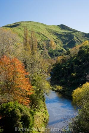 agricultural;agriculture;autuminal;autumn;autumn-colour;autumn-colours;autumnal;color;colors;colour;colours;country;countryside;deciduous;fall;farm;farming;farmland;farms;field;fields;leaf;leaves;Mangawhero-River;meadow;meadows;N.I.;N.Z.;New-Zealand;NI;North-Island;NZ;paddock;paddocks;pasture;pastures;poplar;poplar-tree;poplar-trees;poplars;rural;season;seasonal;seasons;State-Highway-4;tree;trees;Wanganui;Wanganui-_-Raetihi-Road;Wanganui-Region