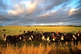 cow;farm;rural;grass;cows;calves;agriculture;farming;farms;pasture;pastures;paddock;paddocks;field;fields;meadow;meadows;black;white;sky;clouds;light;evening;late;afternoon;afternoon;dusk;twilight;farmscape;rural-scene;fence;wire;red;brown;beef;stock