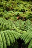 beautiful;beauty;bush;cyathea;endemic;fern;ferns;forest;forests;Forgotten-World-Highway;frond;fronds;green;N.I.;N.Z.;native;native-bush;natives;natural;nature;New-Zealand;NI;North-Island;NZ;ponga;pongas;punga;pungas;rain-forest;rain-forests;rain_forest;rain_forests;rainforest;rainforests;scene;scenic;Stratford-_-Taumarunui-Road;Tangarakau-Gorge;Taranaki;Taumarunui-_-Stratford-Road;The-Forgotten-World-Highway;tree-fern;tree-ferns
