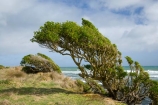 Cape-Egmont;coast;coastal;coastline;N.I.;N.Z.;New-Zealand;NI;North-Island;NZ;Ocean;Oceans;Sea;Seas;Taranaki;Tasman-Sea;wind;winds;windswept;Windswept-Plants;windy