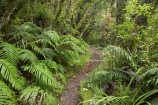 beautiful;beauty;bush;damp;Dawson-Falls;Egmont-N.P.;Egmont-National-Park;Egmont-NP;endemic;fern;ferns;footpath;footpaths;forest;forests;frond;fronds;green;lichen;lichens;lush;moss;mosses;Mount-Egmont;Mount-Taranaki;Mount-Taranaki-Egmont;Mt-Egmont;Mt-Taranaki;Mt-Taranaki-Egmont;Mt.-Egmont;Mt.-Taranaki;Mt.-Taranaki-Egmont;N.I.;N.Z.;native;native-bush;natives;natural;nature;New-Zealand;NI;North-Is;North-Is.;North-Island;NZ;rain-forest;rain-forests;rain_forest;rain_forests;rainforest;rainforests;scene;scenic;Taranaki;timber;track;tracks;tree;tree-trunk;tree-trunks;trees;trunk;trunks;verdant;Walking-Track;walking-tracks;wood;woods