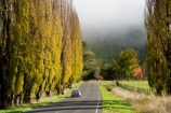 agricultural;agriculture;autuminal;autumn;autumn-colour;autumn-colours;autumnal;cloud;clouds;cloudy;color;colors;colour;colours;country;countryside;deciduous;driving;fall;farm;farming;farmland;farms;field;fields;fog;foggy;fogs;highway;highways;leaf;leaves;meadow;meadows;mist;mists;misty;N.I.;N.Z.;New-Zealand;NI;North-Island;NZ;open-road;open-roads;paddock;paddocks;pasture;pastures;poplar;poplar-tree;poplar-trees;poplars;road;road-trip;roads;rural;season;seasonal;seasons;State-Highway-4;State-highway-Four;transport;transportation;travel;traveling;travelling;tree;trees;trip;Wanganui;Wanganui-_-Raetihi-Road;Wanganui-Region
