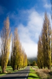 agricultural;agriculture;autuminal;autumn;autumn-colour;autumn-colours;autumnal;cloud;clouds;cloudy;color;colors;colour;colours;country;countryside;deciduous;driving;fall;farm;farming;farmland;farms;field;fields;fog;foggy;fogs;highway;highways;leaf;leaves;meadow;meadows;mist;mists;misty;N.I.;N.Z.;New-Zealand;NI;North-Island;NZ;open-road;open-roads;paddock;paddocks;pasture;pastures;poplar;poplar-tree;poplar-trees;poplars;road;road-trip;roads;rural;season;seasonal;seasons;State-Highway-4;State-highway-Four;transport;transportation;travel;traveling;travelling;tree;trees;trip;Wanganui;Wanganui-_-Raetihi-Road;Wanganui-Region