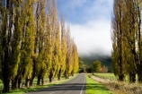 agricultural;agriculture;autuminal;autumn;autumn-colour;autumn-colours;autumnal;cloud;clouds;cloudy;color;colors;colour;colours;country;countryside;deciduous;driving;fall;farm;farming;farmland;farms;field;fields;fog;foggy;fogs;highway;highways;leaf;leaves;meadow;meadows;mist;mists;misty;N.I.;N.Z.;New-Zealand;NI;North-Island;NZ;open-road;open-roads;paddock;paddocks;pasture;pastures;poplar;poplar-tree;poplar-trees;poplars;road;road-trip;roads;rural;season;seasonal;seasons;State-Highway-4;State-highway-Four;transport;transportation;travel;traveling;travelling;tree;trees;trip;Wanganui;Wanganui-_-Raetihi-Road;Wanganui-Region
