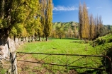 agricultural;agriculture;autuminal;autumn;autumn-colour;autumn-colours;autumnal;color;colors;colour;colours;country;countryside;deciduous;fall;farm;farming;farmland;farms;field;fields;Kakatahi;leaf;leaves;Mangawhero-Valley;meadow;meadows;N.I.;N.Z.;New-Zealand;NI;North-Island;NZ;paddock;paddocks;pasture;pastures;poplar;poplar-tree;poplar-trees;poplars;rural;season;seasonal;seasons;tree;trees;Wanganui;Wanganui-Region