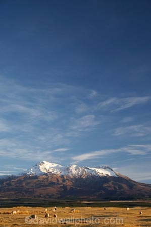 agricultural;agriculture;alpine;central-plateau;country;countryside;farm;farming;farmland;farms;field;fields;meadow;meadows;Mount-Ruapehu;Mountain;mountainous;mountains;mt;Mt-Ruapehu;mt.;Mt.-Ruapehu;N.I.;N.Z.;New-Zealand;NI;North-Island;NZ;paddock;paddocks;pasture;pastures;ruapehu-district;rural;sheep;snow;Tongariro-N.P.;Tongariro-National-Park;Tongariro-NP;volcanic;volcanic-plateau;volcano;volcanoes;World-Heritage-Area;World-Heritage-Areas;World-Heritage-Site;World-Heritage-Sites