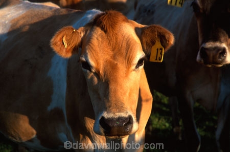 agricultural;agriculture;calves;cow;cows;dairy;farm;farming;farms;field;fields;grass;meadow;meadows;milk;milking;paddock;paddocks;pasture;rural