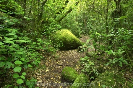 beautiful;beauty;bush;doc;endemic;fern;ferns;forest;forests;green;hiking-track;hiking-tracks;Kaimai-Ranges;lush;Matamata;moss;native;native-bush;native-forest;natives;natural;nature;New-Zealand;north-is.;north-island;northland;ponga;punga;rain-forest;rain-forests;rain_forest;rain_forests;rainforest;rainforests;scene;scenic;timber;tracks;tree;tree-fern;tree-ferns;tree-trunk;tree-trunks;trees;trunk;trunks;verdant;Waikato;Wairere-Falls;Wairere-Falls-Scenic-Reserve;walking-track;walking-tracks;wood;woods