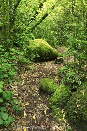 beautiful;beauty;bush;doc;endemic;fern;ferns;forest;forests;green;hiking-track;hiking-tracks;Kaimai-Ranges;lush;Matamata;moss;native;native-bush;native-forest;natives;natural;nature;New-Zealand;north-is.;north-island;northland;ponga;punga;rain-forest;rain-forests;rain_forest;rain_forests;rainforest;rainforests;scene;scenic;timber;tracks;tree;tree-fern;tree-ferns;tree-trunk;tree-trunks;trees;trunk;trunks;verdant;Waikato;Wairere-Falls;Wairere-Falls-Scenic-Reserve;walking-track;walking-tracks;wood;woods