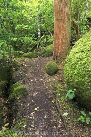 beautiful;beauty;bush;doc;endemic;fern;ferns;forest;forests;green;hiking-track;hiking-tracks;Kaimai-Ranges;lush;Matamata;moss;native;native-bush;native-forest;natives;natural;nature;New-Zealand;north-is.;north-island;northland;ponga;punga;rain-forest;rain-forests;rain_forest;rain_forests;rainforest;rainforests;scene;scenic;timber;tracks;tree;tree-fern;tree-ferns;tree-trunk;tree-trunks;trees;trunk;trunks;verdant;Waikato;Wairere-Falls;Wairere-Falls-Scenic-Reserve;walking-track;walking-tracks;wood;woods