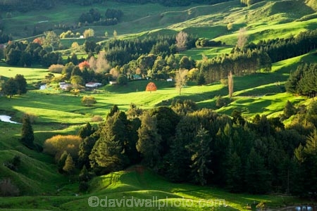agricultural;agriculture;autuminal;autumn;autumn-colour;autumn-colours;autumnal;color;colors;colour;colours;country;countryside;deciduous;fall;farm;farming;farmland;farms;field;fields;green;King-Country;leaf;leaves;Mapara-Stream;meadow;meadows;N.I.;N.Z.;New-Zealand;NI;North-Island;NZ;paddock;paddocks;pasture;pastures;rural;season;seasonal;seasons;Te-Kuiti;tree;trees;Waikato-Region