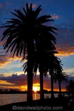 calm;cloud;clouds;dusk;evening;Hamilton-Lake;Hamilton-Lake-Domain;lake;Lake-Domain-Reserve;Lake-Hamilton;Lake-Rotoroa;lakes;N.Z.;New-Zealand;night;night_time;nightfall;North-Is;North-Island;Nth-Is;NZ;palm;palm-tree;palm-trees;palms;placid;quiet;reflected;reflection;reflections;serene;smooth;still;sunset;sunsets;tranquil;twilight;Waikato;water
