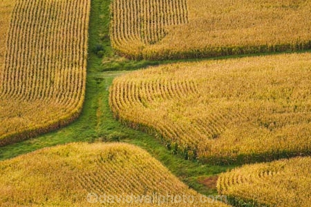 aerial;aerial-image;aerial-images;aerial-photo;aerial-photograph;aerial-photographs;aerial-photography;aerial-photos;aerial-view;aerial-views;aerials;agricultural;agriculture;country;countryside;crop;crops;farm;farming;farmland;farms;field;fields;Hamilton;horticulture;maize;meadow;meadows;N.Z.;New-Zealand;North-Is;North-Island;Nth-Is;NZ;paddock;paddocks;pasture;pastures;Rukuhia;rural;Waikato