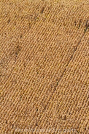 aerial;aerial-image;aerial-images;aerial-photo;aerial-photograph;aerial-photographs;aerial-photography;aerial-photos;aerial-view;aerial-views;aerials;agricultural;agriculture;country;countryside;crop;crops;farm;farming;farmland;farms;field;fields;Hamilton;horticulture;maize;meadow;meadows;N.Z.;New-Zealand;North-Is;North-Island;Nth-Is;NZ;paddock;paddocks;pasture;pastures;Rukuhia;rural;Waikato