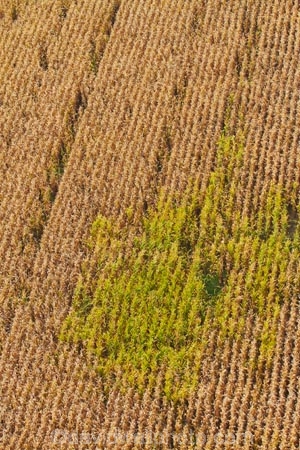 aerial;aerial-image;aerial-images;aerial-photo;aerial-photograph;aerial-photographs;aerial-photography;aerial-photos;aerial-view;aerial-views;aerials;agricultural;agriculture;country;countryside;crop;crops;farm;farming;farmland;farms;field;fields;Hamilton;horticulture;maize;meadow;meadows;N.Z.;New-Zealand;North-Is;North-Island;Nth-Is;NZ;paddock;paddocks;pasture;pastures;Rukuhia;rural;Waikato