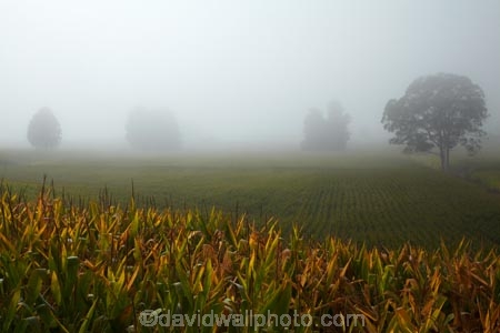 agricultural;agriculture;country;countryside;crop;crops;farm;farming;farmland;farms;field;fields;fog;foggy;Hamilton;horticulture;meadow;meadows;mist;misty;N.Z.;New-Zealand;North-Is;North-Island;Nth-Is;NZ;paddock;paddocks;pasture;pastures;rural;tree;trees;Waikato;Waikato-Region
