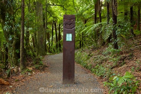 green;lush;N.Z.;New-Zealand;North-Is;North-Island;Nth-Is;NZ;track;tracks;Waikato;walking-track;walking-tracks