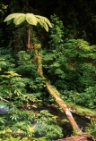 bridges;fern;ferns;flora;forest;forestry;forests;green;hike;hiking;lush;native-bush;natural;nature;outdoor;outdoors;track;tracks;undergrowth;walk;walking