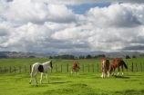 agricultural;agriculture;country;countryside;farm;farming;farmland;farms;fence;fence-line;fence-lines;fence_line;fence_lines;fenceline;fencelines;fences;field;fields;horse;horses;meadow;meadows;N.I.;N.Z.;New-Zealand;NI;North-Island;NZ;paddock;paddocks;pasture;pastures;rural;Te-Kauwhata;Waikato